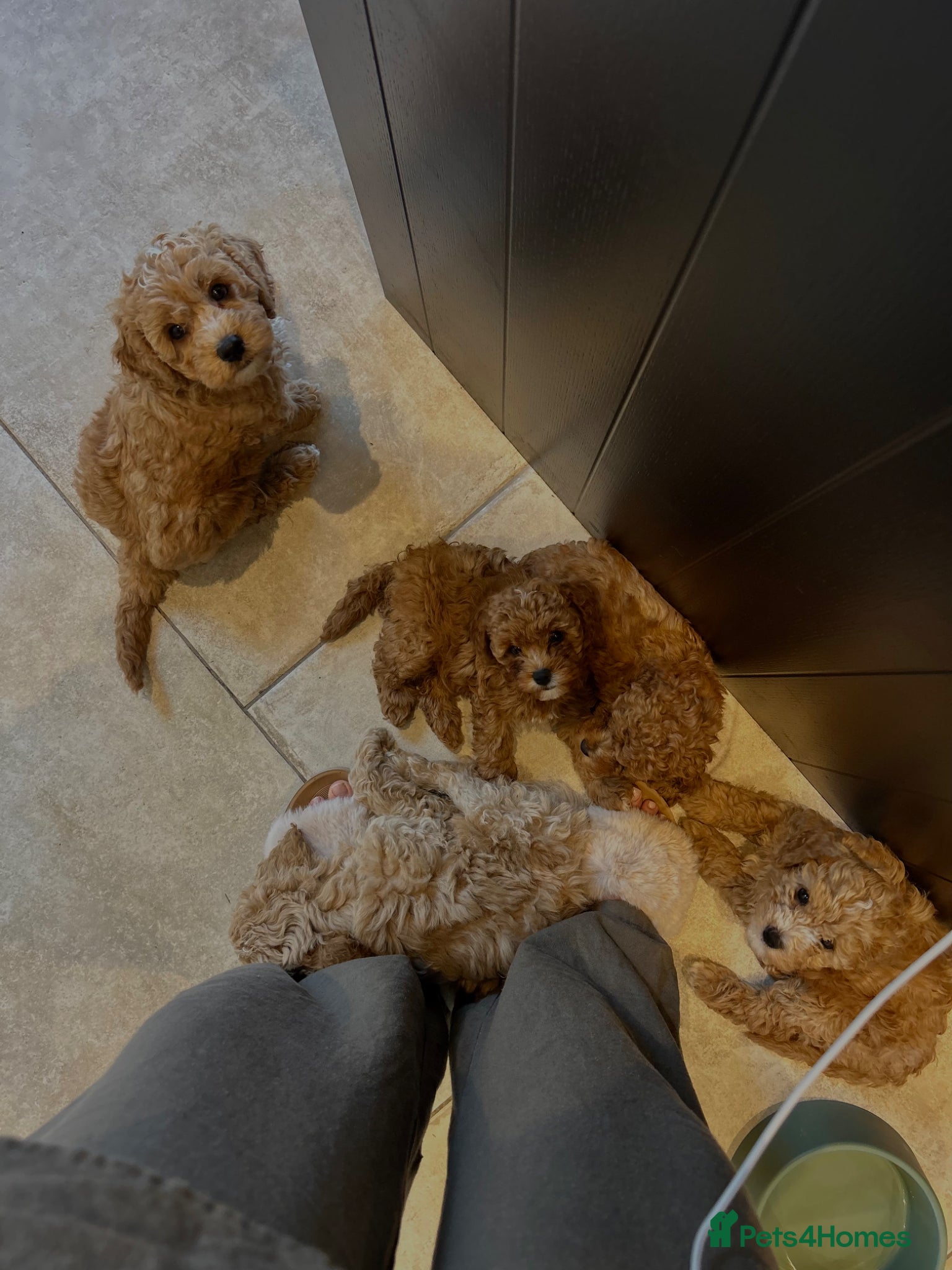 Mixed Breed dogs The most beautiful Cavapoochon Puppies - Advert 2