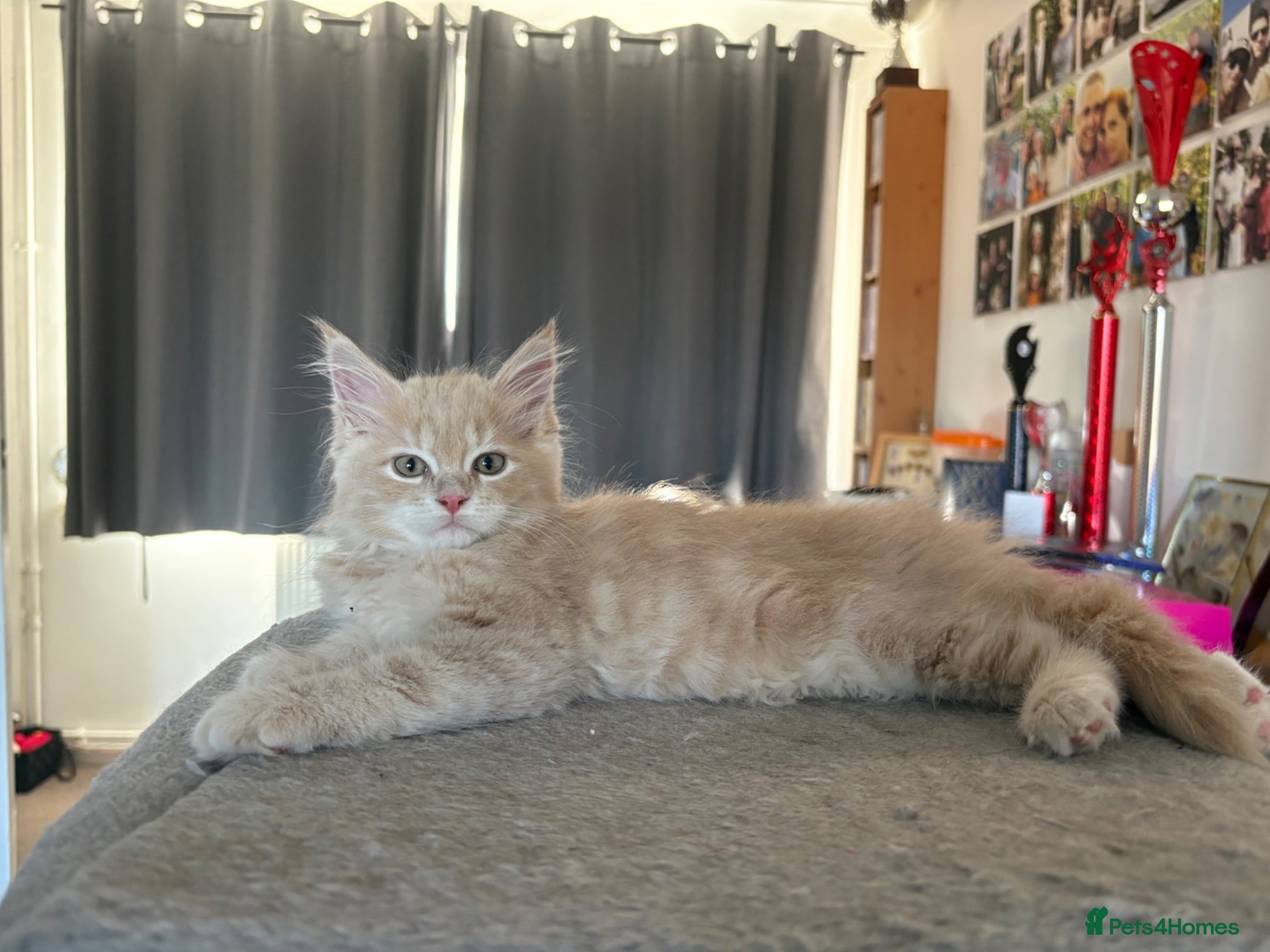 Maine Coon cats Ready for their forever home, 3 girl Maine coons - Advert 12