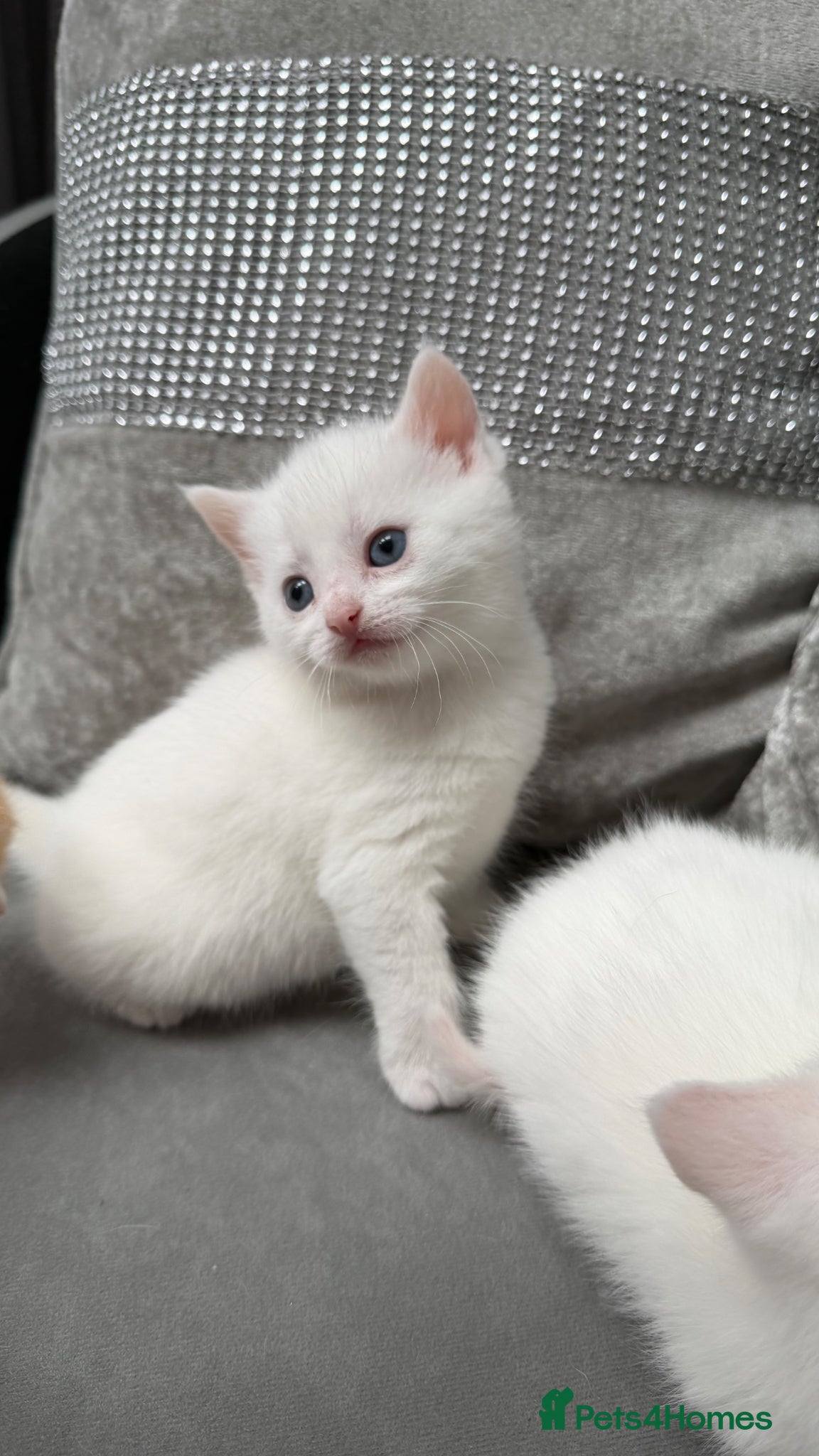 Mixed Breed cats for sale: Stunning and very playfull kittens - Advert 11