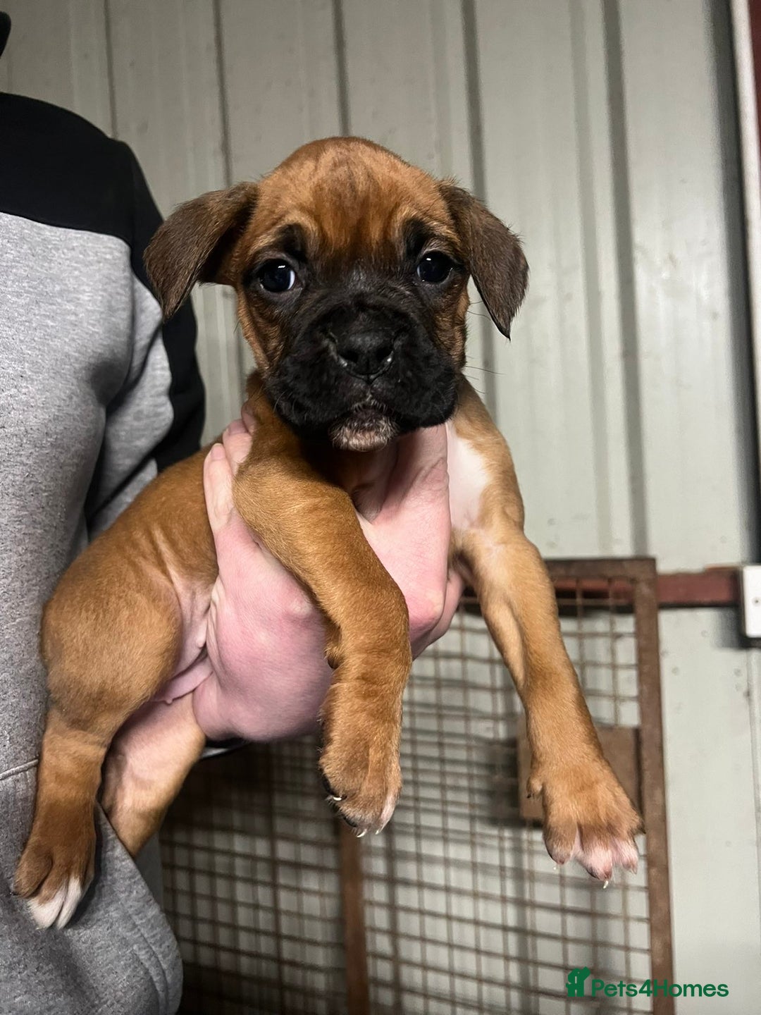 Boxer dogs for sale: Beautiful boxer puppies for sale  - Advert 4