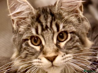 Maine Coon cats Outstanding pedigree kittens ready to leave - Advert 4