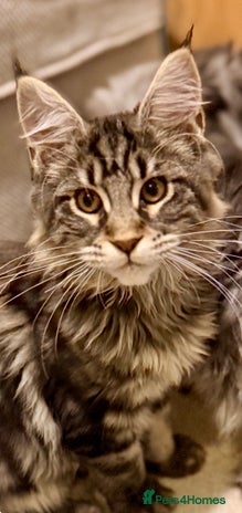 Maine Coon cats Outstanding pedigree kittens ready to leave - Advert 5