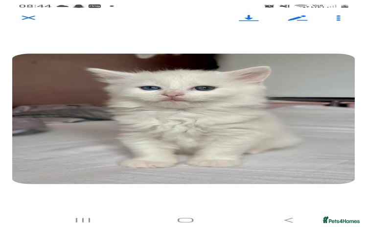 Mixed Breed cats - Advert 7