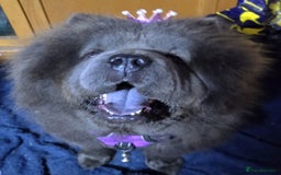 Chow Chow dogs for sale: Female chow chow  - Image 3