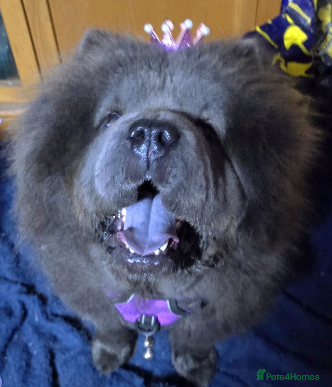 Chow Chow dogs for sale: Female chow chow  - Image 3