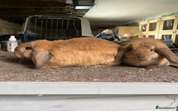 Mini Lop rabbits for sale: 2 female sooty fawns  - Image 1