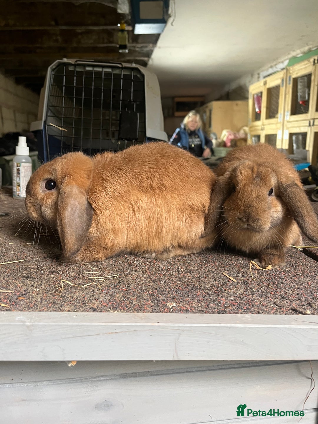 Mini Lop rabbits for sale: 2 female sooty fawns  - Image 1