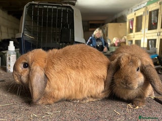 Mini Lop rabbits - Advert 34
