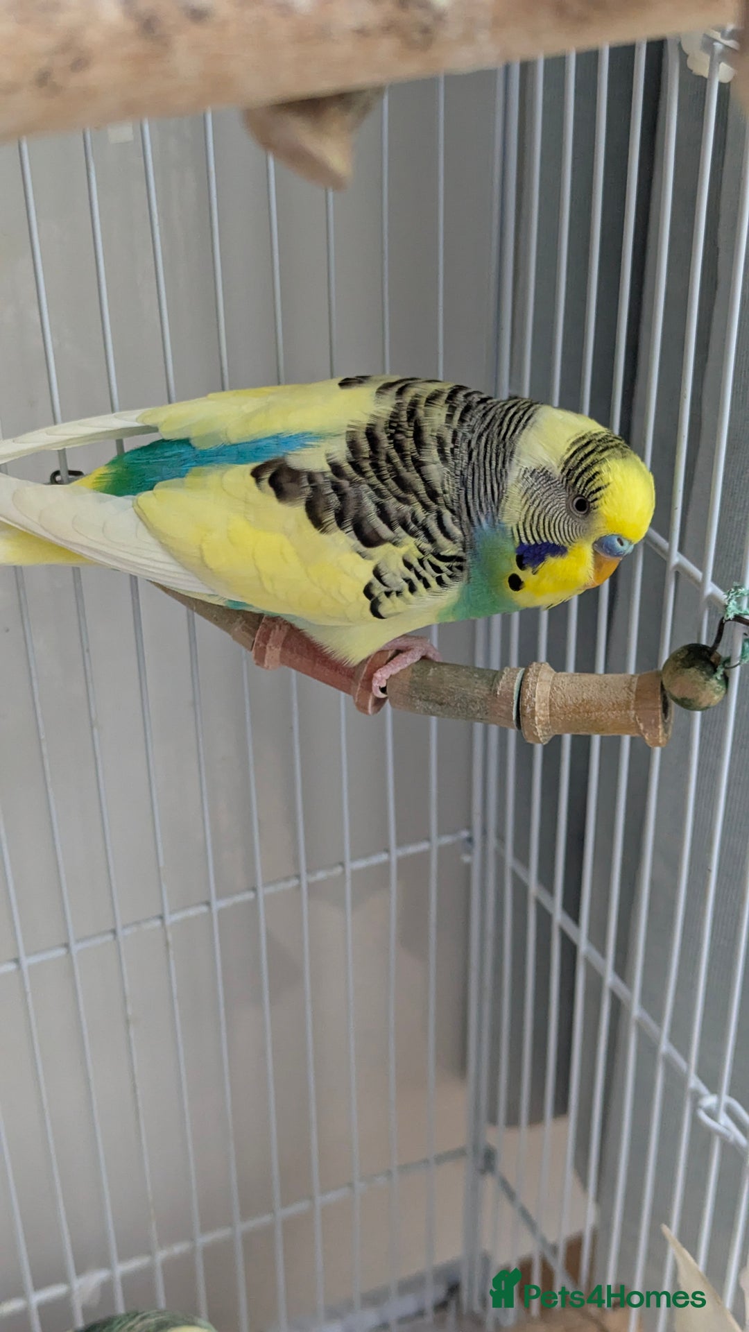 Budgerigars birds for sale: Fully tamed 4 budgies with Cage, accessories,food - Image 35