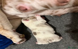 English Bulldog dogs for sale: QC puppies  - Image 18