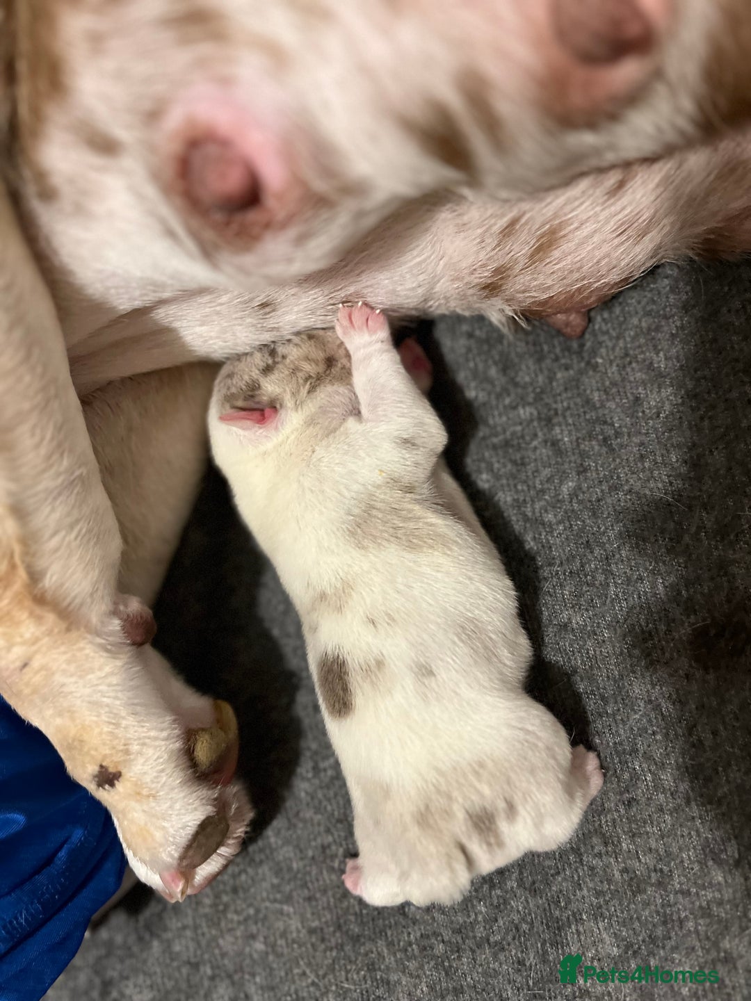 English Bulldog dogs for sale: QC puppies  - Image 18