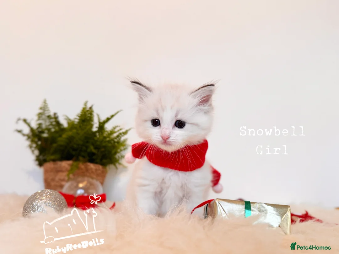 Ragdoll cats for sale: 🌟Waiting List Open🏆GCCF/TICA DNA Tested Ragdoll  - Advert 26