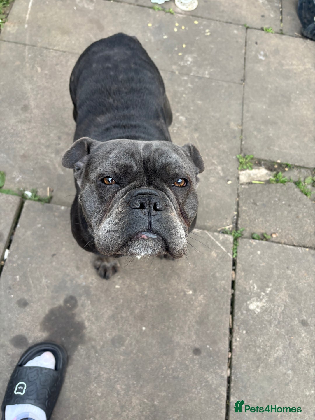 French Bulldog dogs for sale: Female French bulldog - Image 4