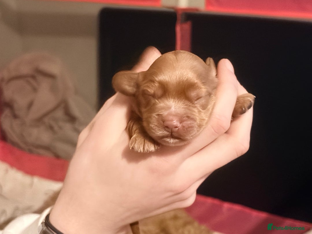 Cockapoo dogs for sale: F2 cockerpoo puppies  - Advert 22