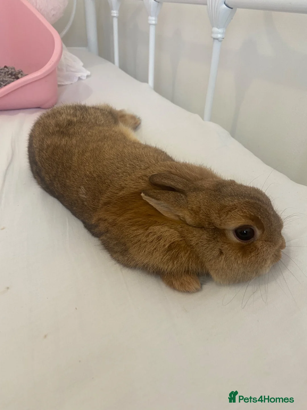 Netherland Dwarf rabbits for sale: Brown Netherland Dwarf Female in Slough - Advert 7