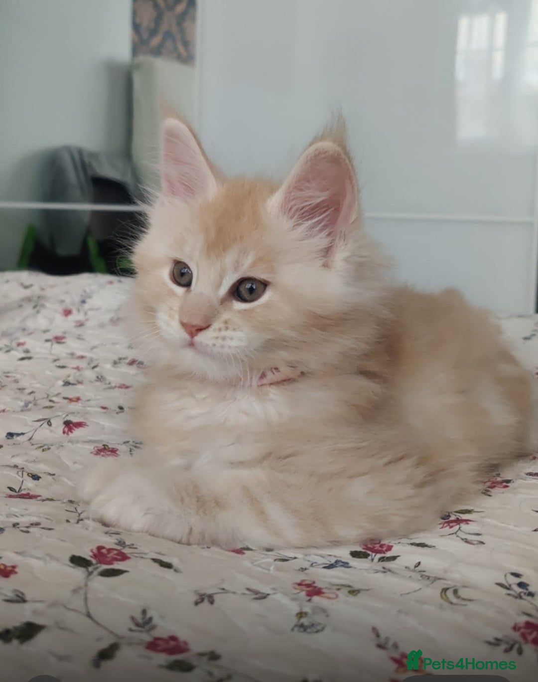 Maine Coon cats for sale: Purebred Maine Coon kittens - Advert 7