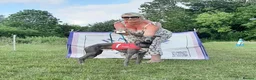 Whippet dogs for stud: Morse  - Advert 4