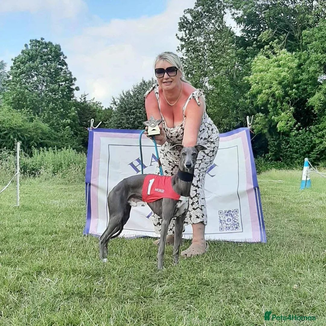 Whippet dogs for stud: Morse  - Advert 4
