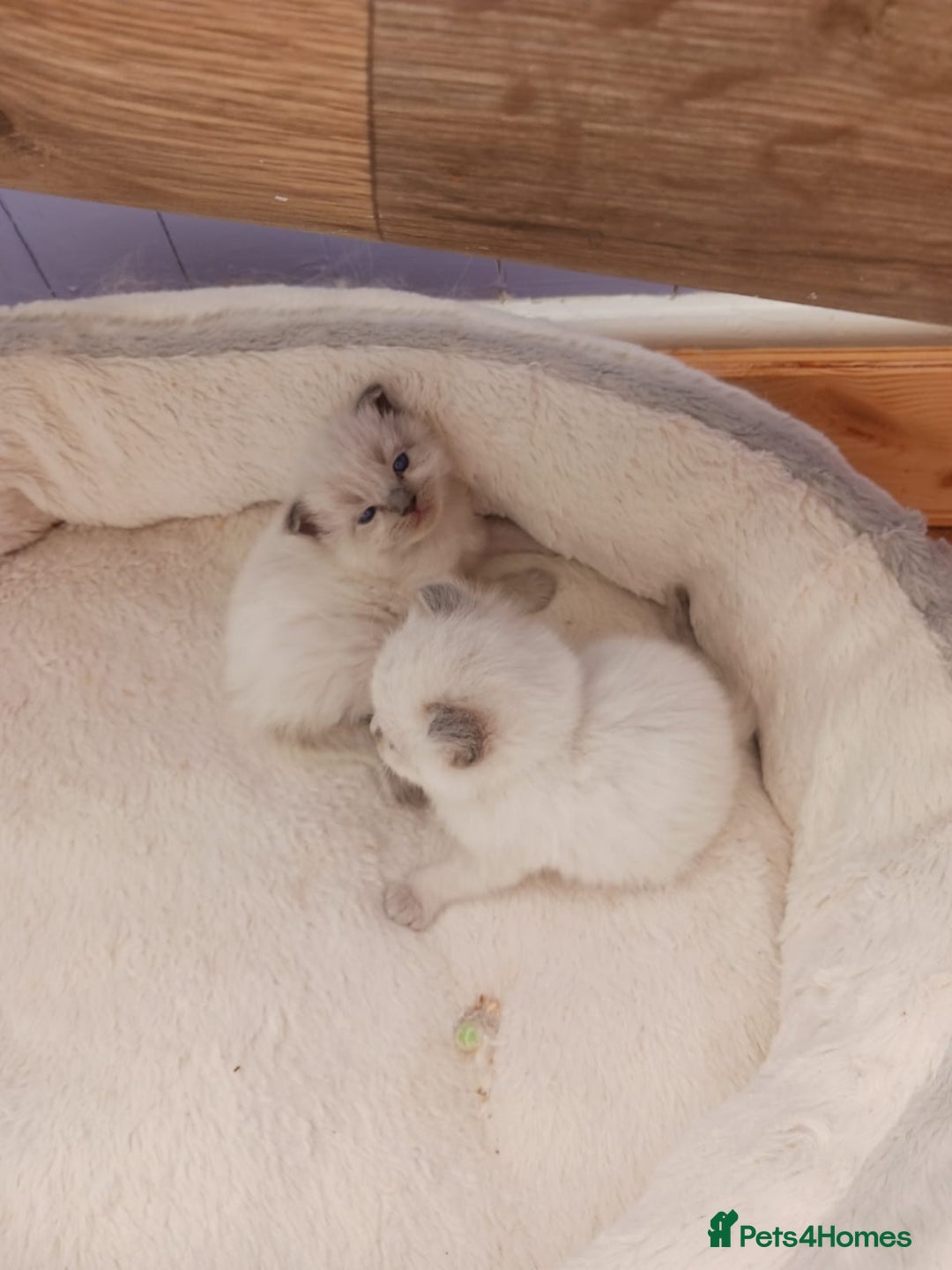 Ragdoll cats for sale: Ragdoll Kittens - Image 5