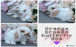 Mini Lop rabbits for sale: 🌟🌟 mini lop babies 🌟🌟 - Image 12