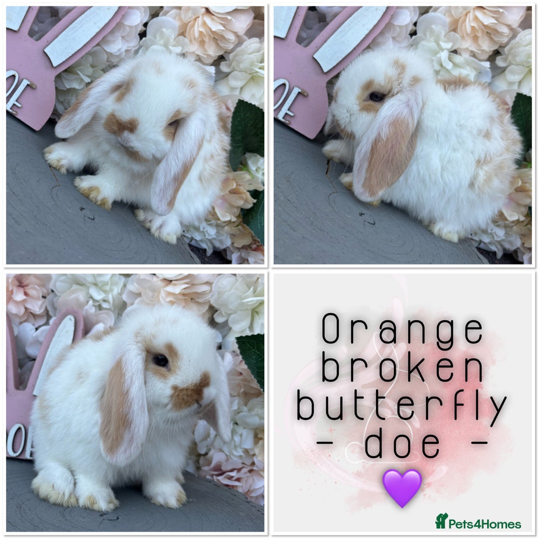 Mini Lop rabbits for sale: 🌟🌟 mini lop babies 🌟🌟 - Image 12
