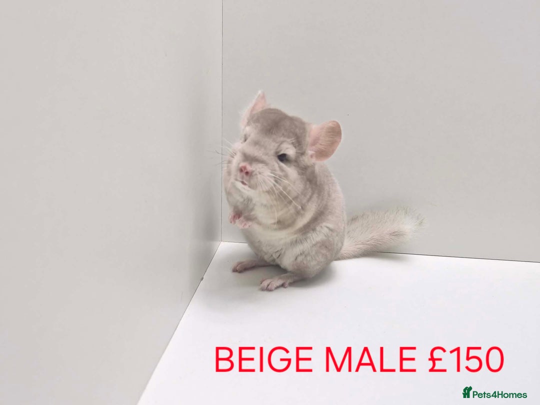 Chinchilla rodents for sale: STUNNING BABIES CHINCHILLA MIX COLOURS AND GENDER  - Advert 9