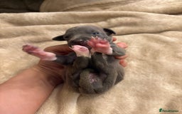 Italian Greyhound dogs for sale: KC Italian Greyhound Puppies  - Image 23