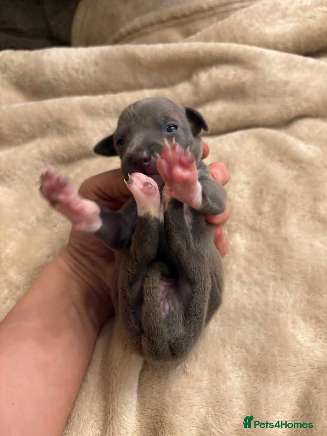 Italian Greyhound dogs for sale: KC Italian Greyhound Puppies  - Image 23
