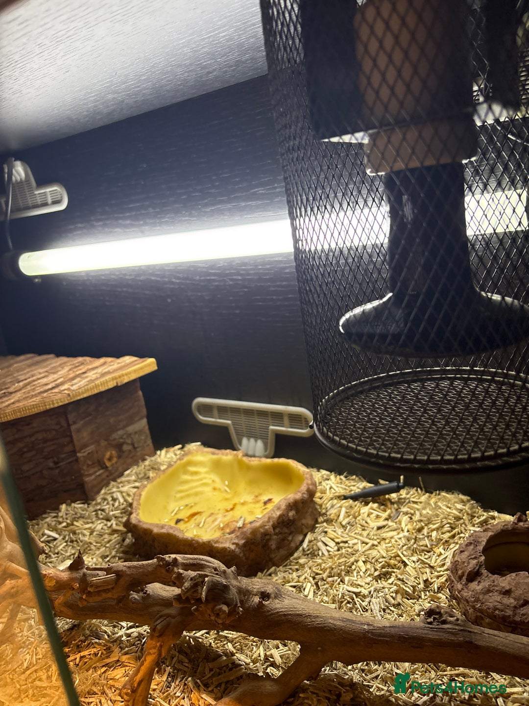 Bearded Dragon reptiles for sale: Drako - Bearded Dragon - Full Set / Kit - Image 3