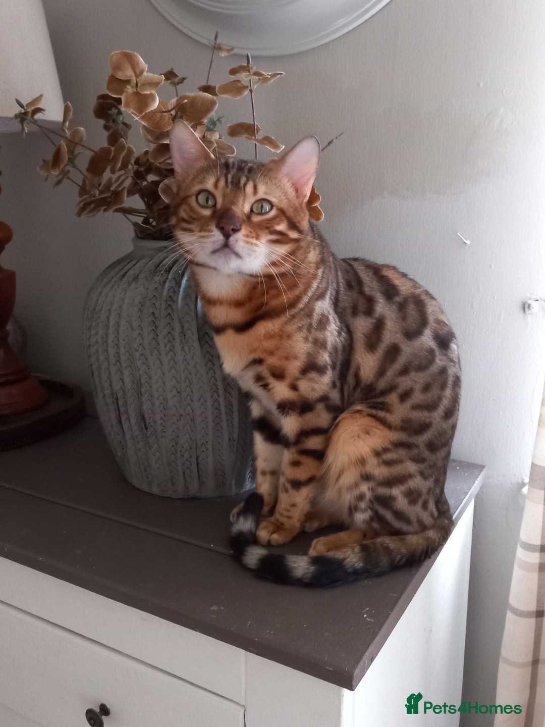 Bengal cats for sale: BENGAL Cross Kittens ♡ BLUE | READY NOW - Image 17