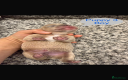 Mixed Breed dogs for sale: French chow puppies  - Image 7