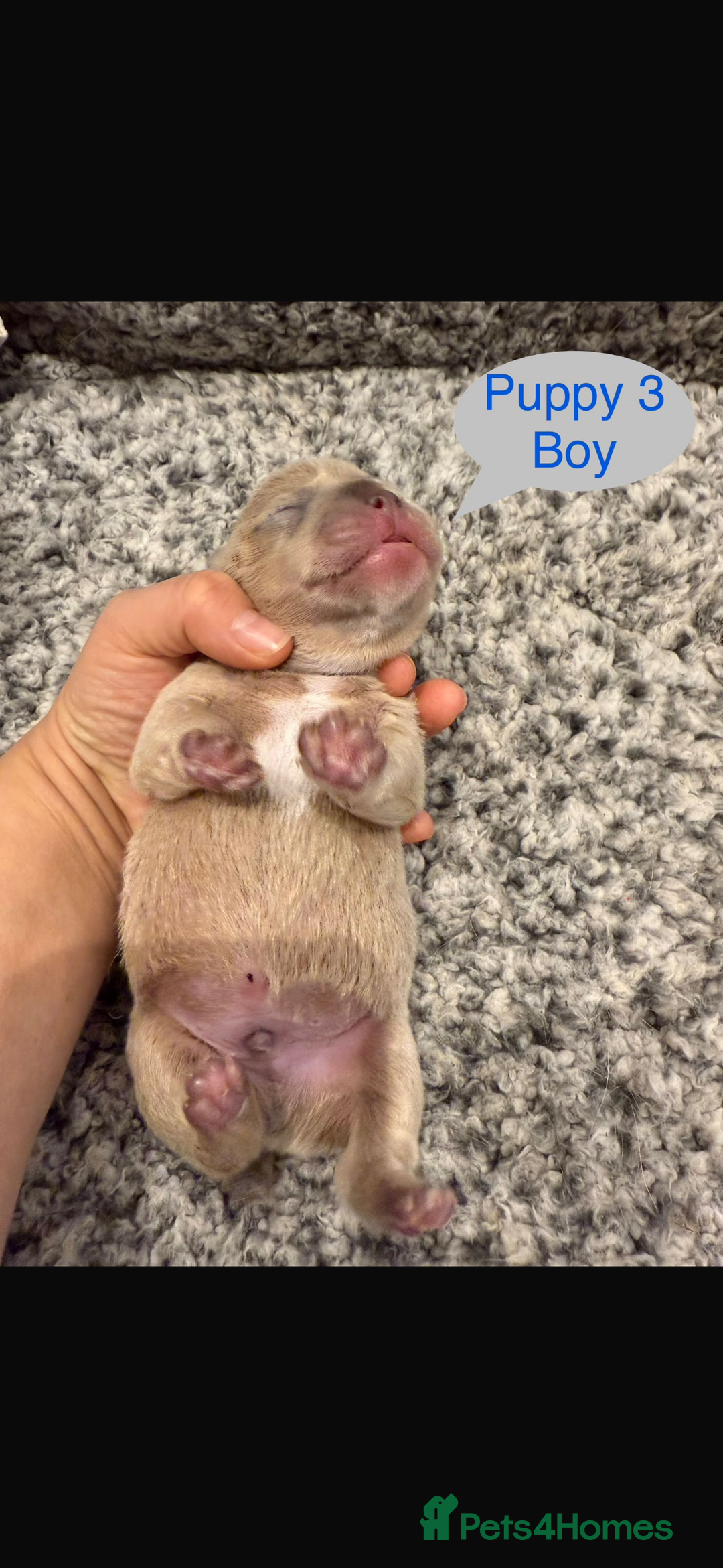 Mixed Breed dogs for sale: French chow puppies  - Image 7