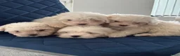 Maltese dogs for sale: Adorable Maltese Puppies Ready for Loving Homes 🐶 - Advert 7