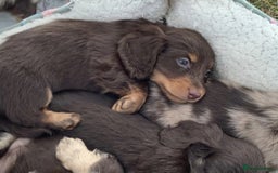 Miniature Dachshund dogs for sale: Long-Haired Miniature Dachshund Puppies - Image 4