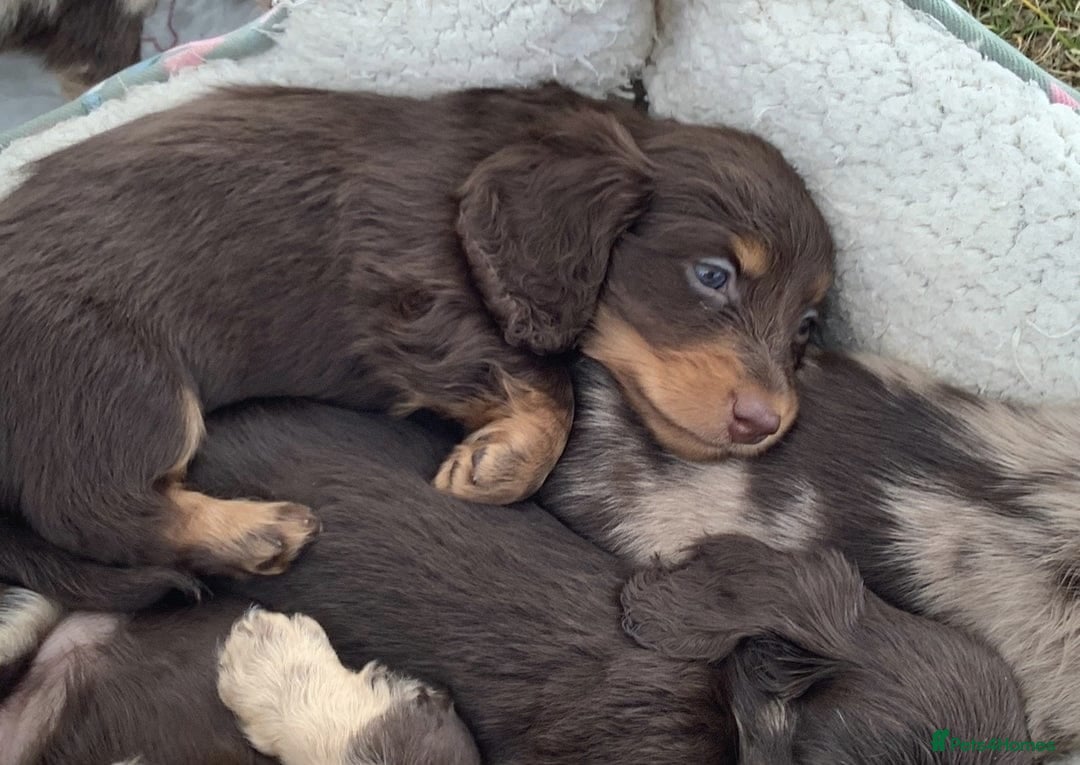 Miniature Dachshund dogs for sale: Long-Haired Miniature Dachshund Puppies - Image 4
