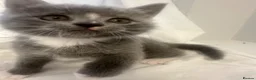 Mixed Breed cats for sale: 3 Beautiful kittens  - Advert 5