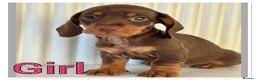 Miniature Dachshund dogs for sale: Splendid mini dachshunds  in Ipswich - Advert 11