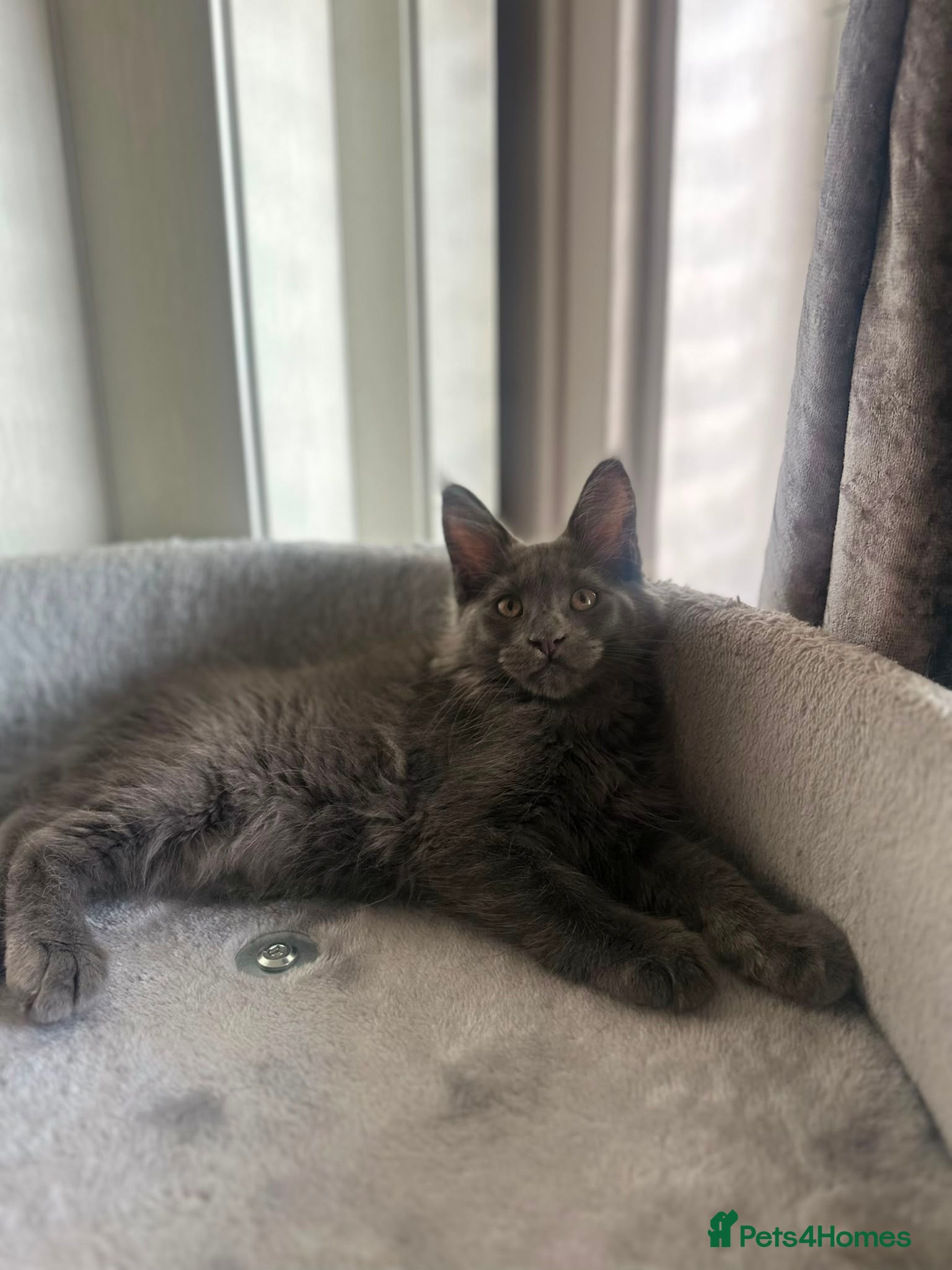 Maine Coon cats Stunning Maine Coon Litter Of Kittens  - Advert 15
