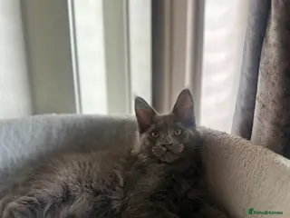 Maine Coon cats Stunning Maine Coon Litter Of Kittens - Advert 15