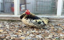 Chickens poultry for sale: Stunning Columbian Pekin Bantam Cockerel - Image 2