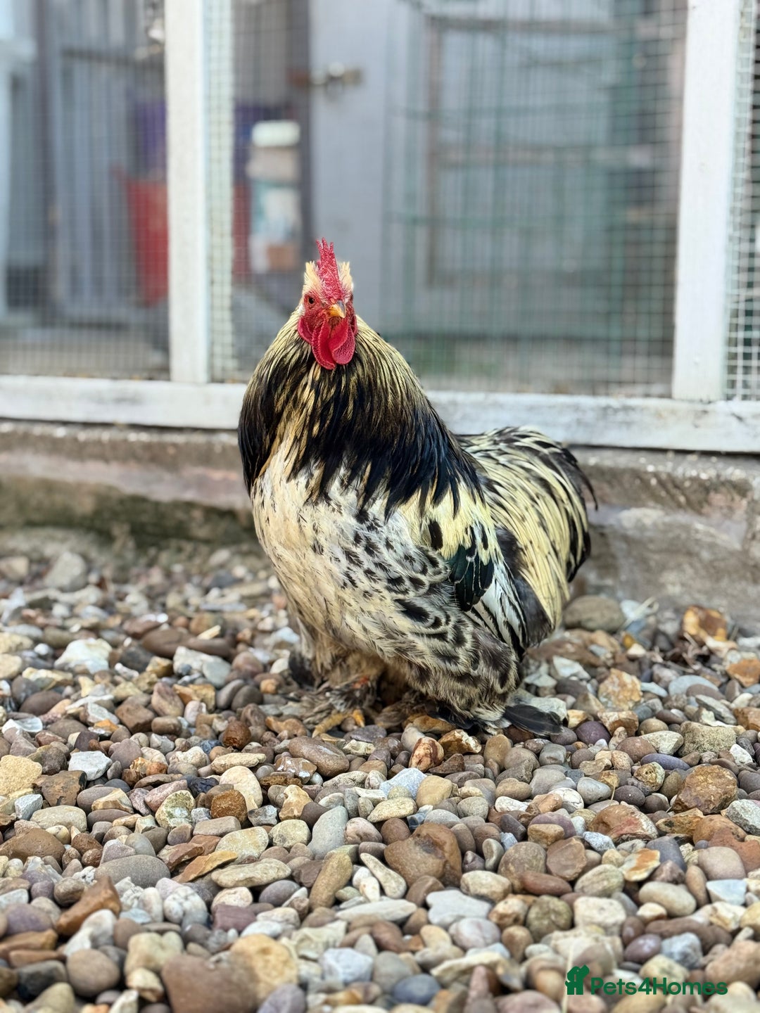 Chickens poultry for sale: Stunning Columbian Pekin Bantam Cockerel - Image 2