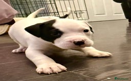American Bulldog dogs for sale: Ready in 2 weeksbeautiful American bulldog puppies - Image 9