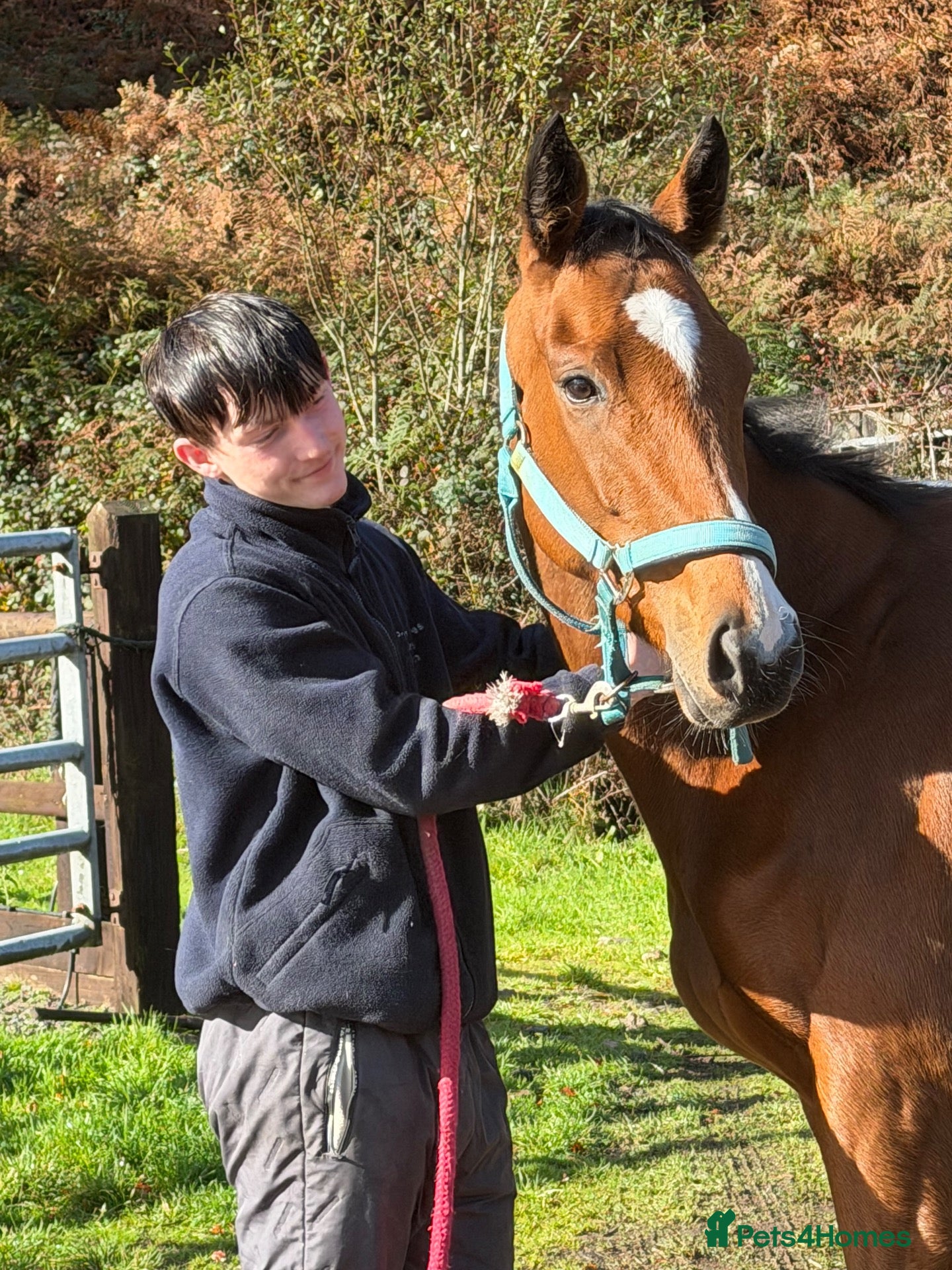 English Thoroughbred horses for sale: Annie - Sweet young filly  - Advert 15