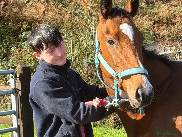 English Thoroughbred horses for sale: Annie - Sweet young filly - Advert 15