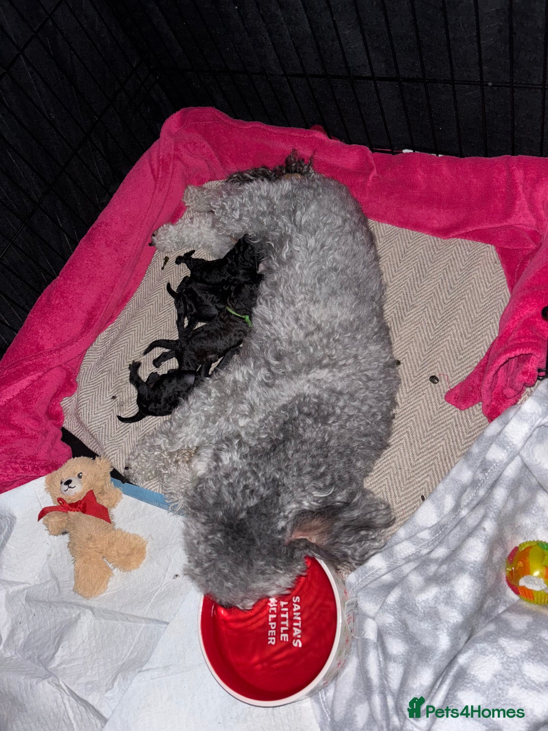 Miniature Poodle dogs for sale: Miniature poodles  - Image 1