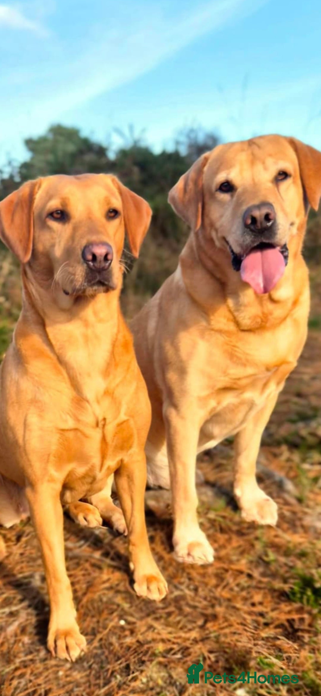 Labrador Retriever dogs for sale: KC REG Labrador working Line Fox Red - Image 9