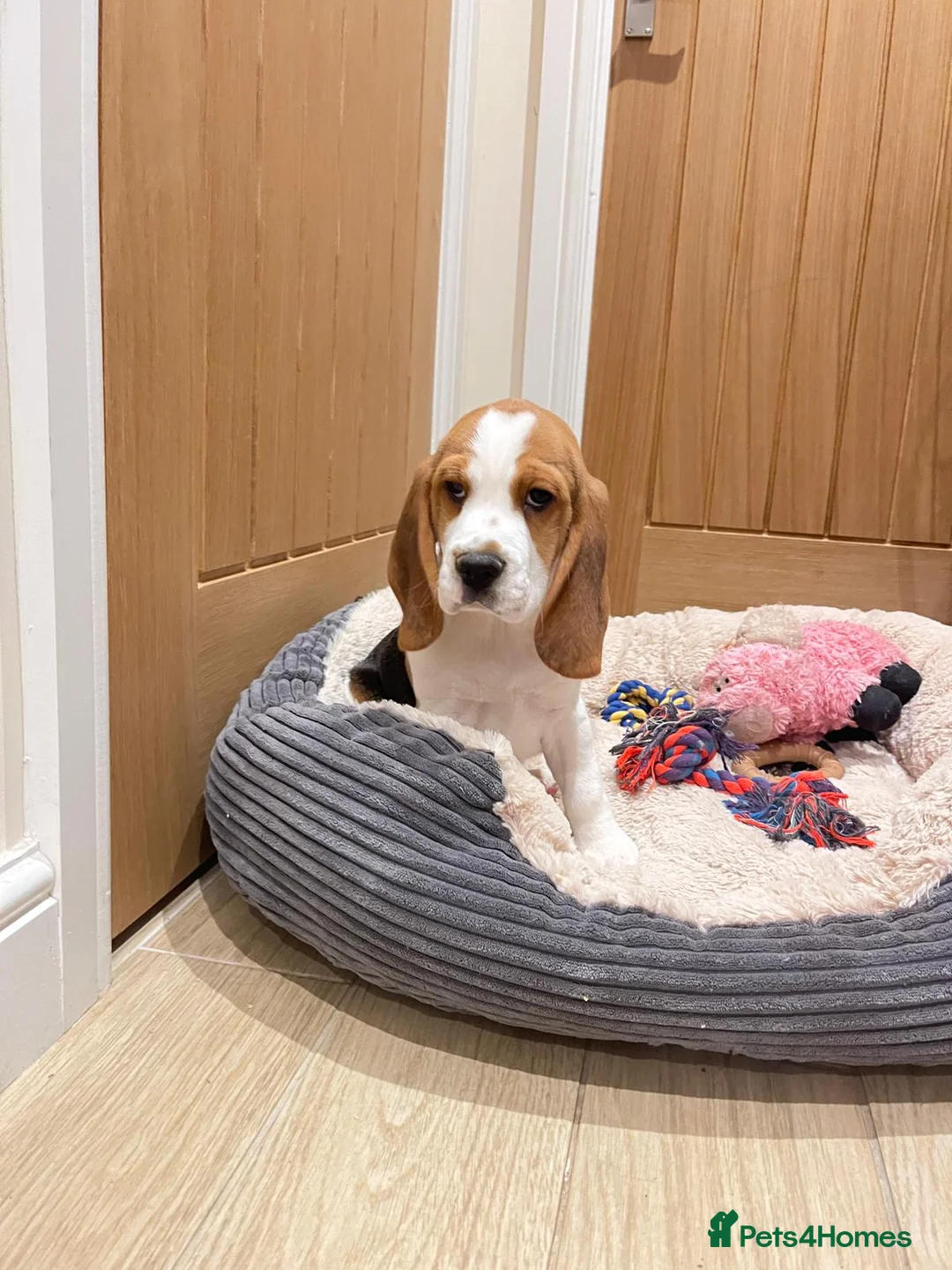 Beagle dogs for sale: KC registered beagle poppies  - Advert 21