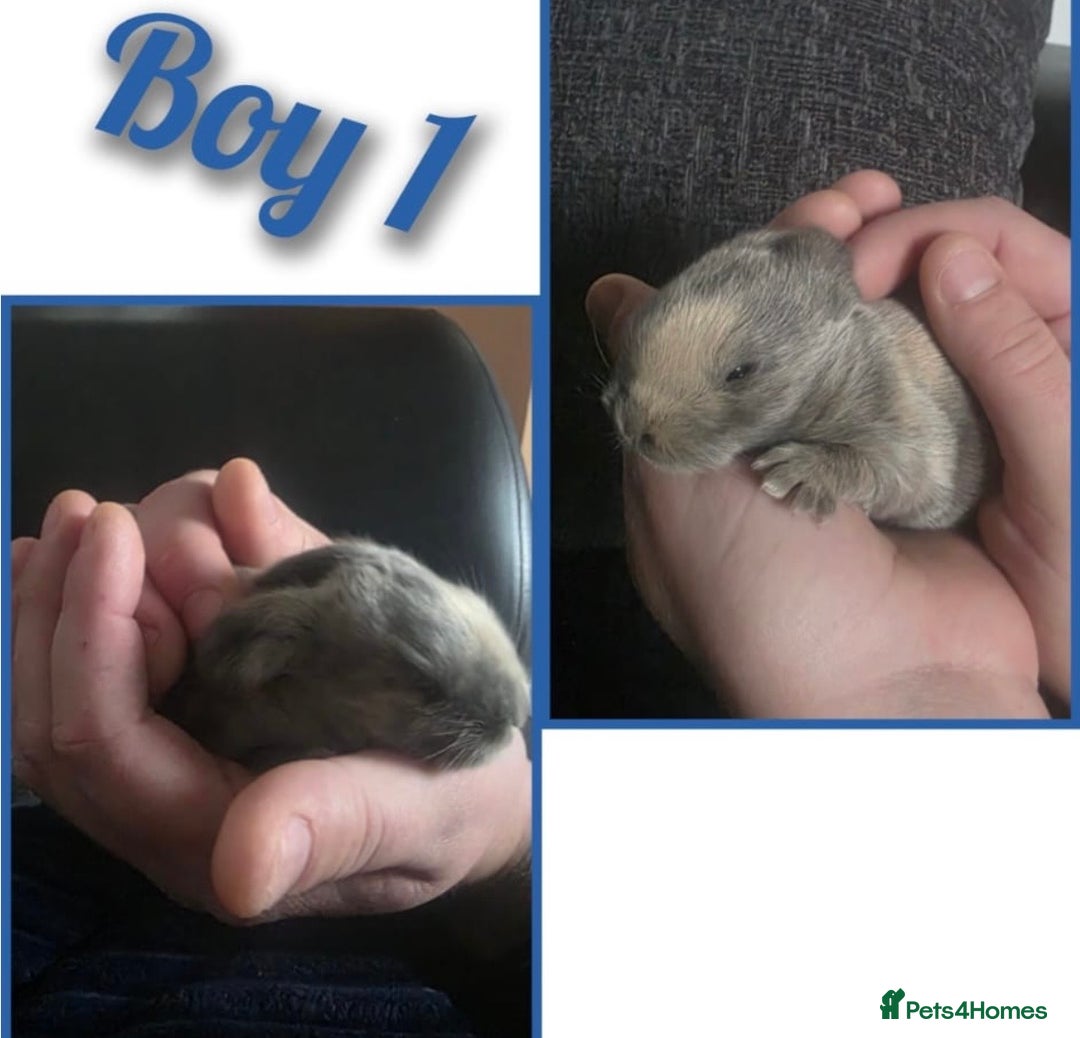 Mini Lop rabbits for sale: Gorgeous litter of mini lops RTR - Advert 1