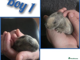 Mini Lop rabbits Gorgeous litter of mini lops RTR - Advert 1