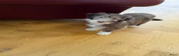 Bearded Collie dogs for sale: Beautiful Bearded Collie Puppies  - Advert 7